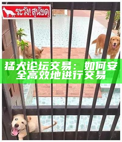 猛犬论坛交易：如何安全高效地进行交易