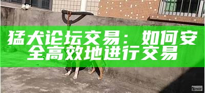 猛犬论坛交易：如何安全高效地进行交易