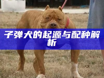 子弹犬的起源与配种解析