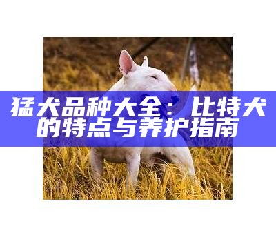 猛犬品种大全：比特犬的特点与养护指南