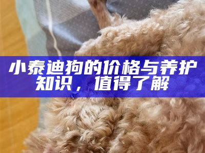 小泰迪狗的价格与养护知识，值得了解